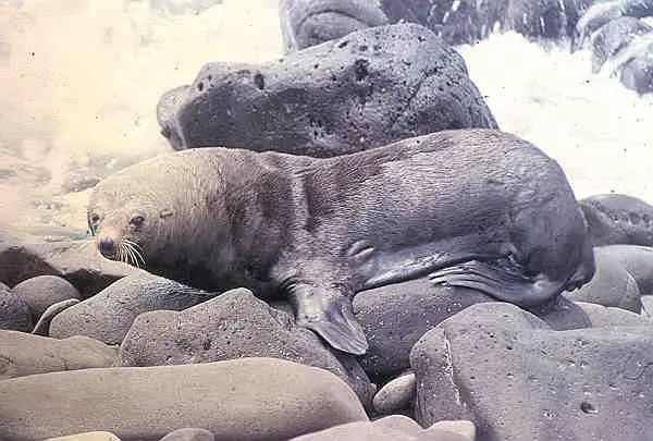 Guadalupe fur seals have brownish-gray to dusky black fur.