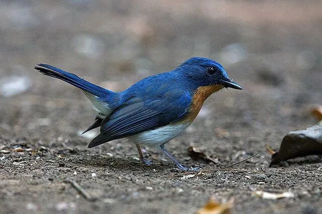  Tickell's blue flycatcher, of the same order as Helmet Vanga.