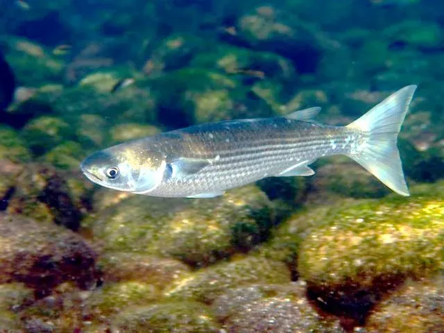 The flathead grey mullet defense mechanism is commendable to protect their flathead grey mullet roe.