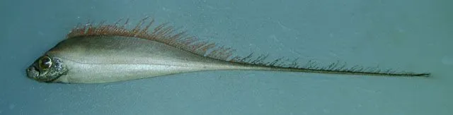 Ribbonfish are classified by their elongated, laterally compressed bodies.