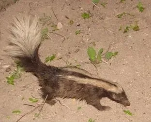 The striped-hog-nosed skunk proudly sports the iconic white stripe all skunks are known for.