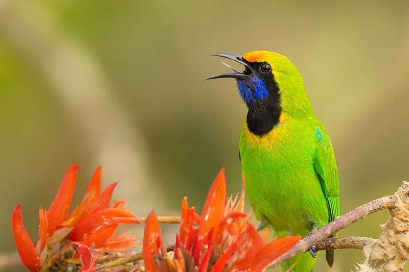 The golden fronted leafbird has a pretty adorable look as it sits perched upon the branch of a tree.