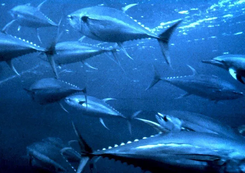 These rare frigate tuna facts will make you love them.