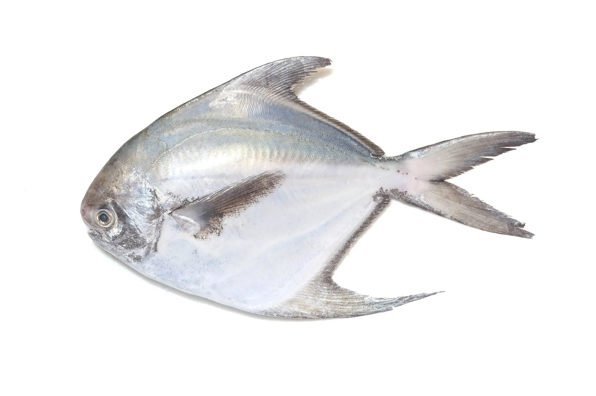 pomfret fish in sea