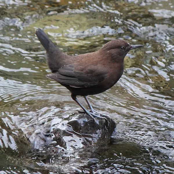 The Brown Dipper has strong feet with sharp curved claws to help them grip on rocks and moss in water.