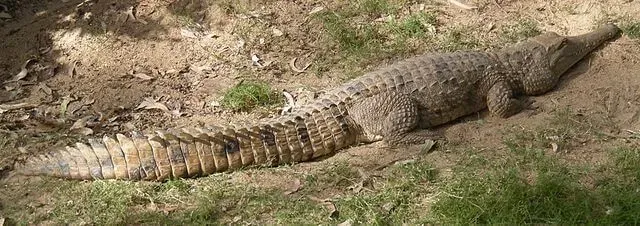This crocodile has dark brown bands around its body.