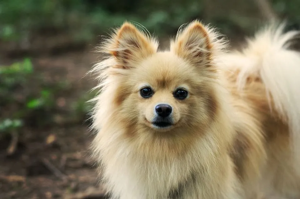 what are pomeranians mixed with