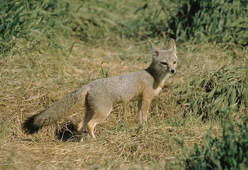Tanned Fur Grade 2 Kitt Fox With Full Tails 
