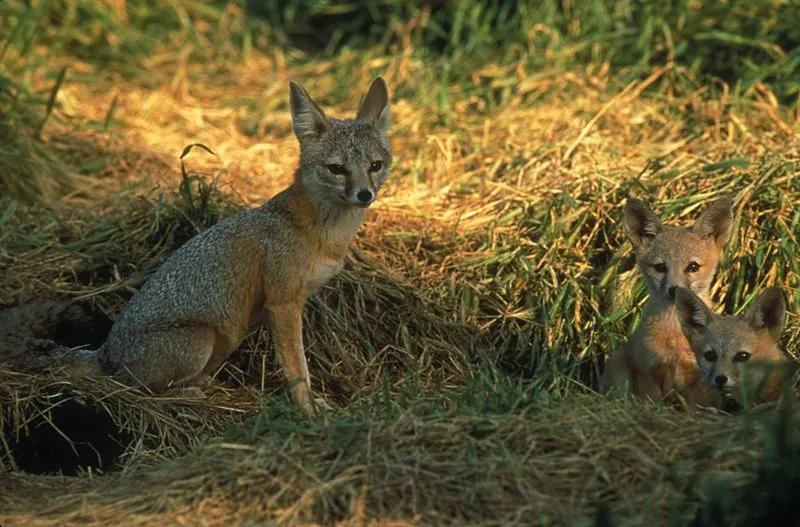 Facts about the San Joaquin kit fox state that their colors range from buff, tan, yellowish-gray to grizzled.