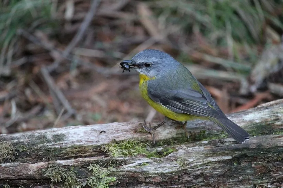 Eastern yellow robins are native to eastern and southeastern parts of Australia.