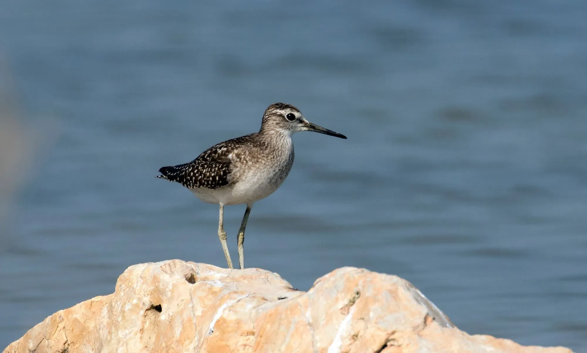 Sandpipers are not found in Antarctica or the dry deserts.