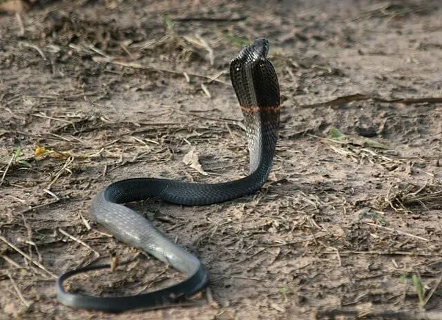 Did You Know? 19 Incredible Black-Necked Spitting Cobra Facts