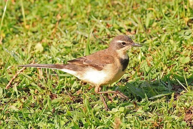 Discover Cape wagtail facts from this interesting article.