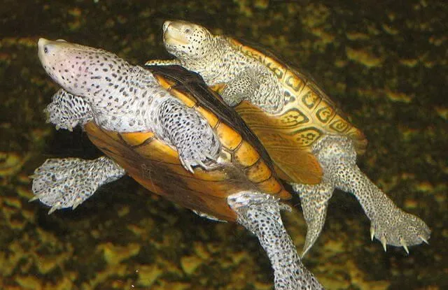 These fun northern river terrapin facts would make you love them.