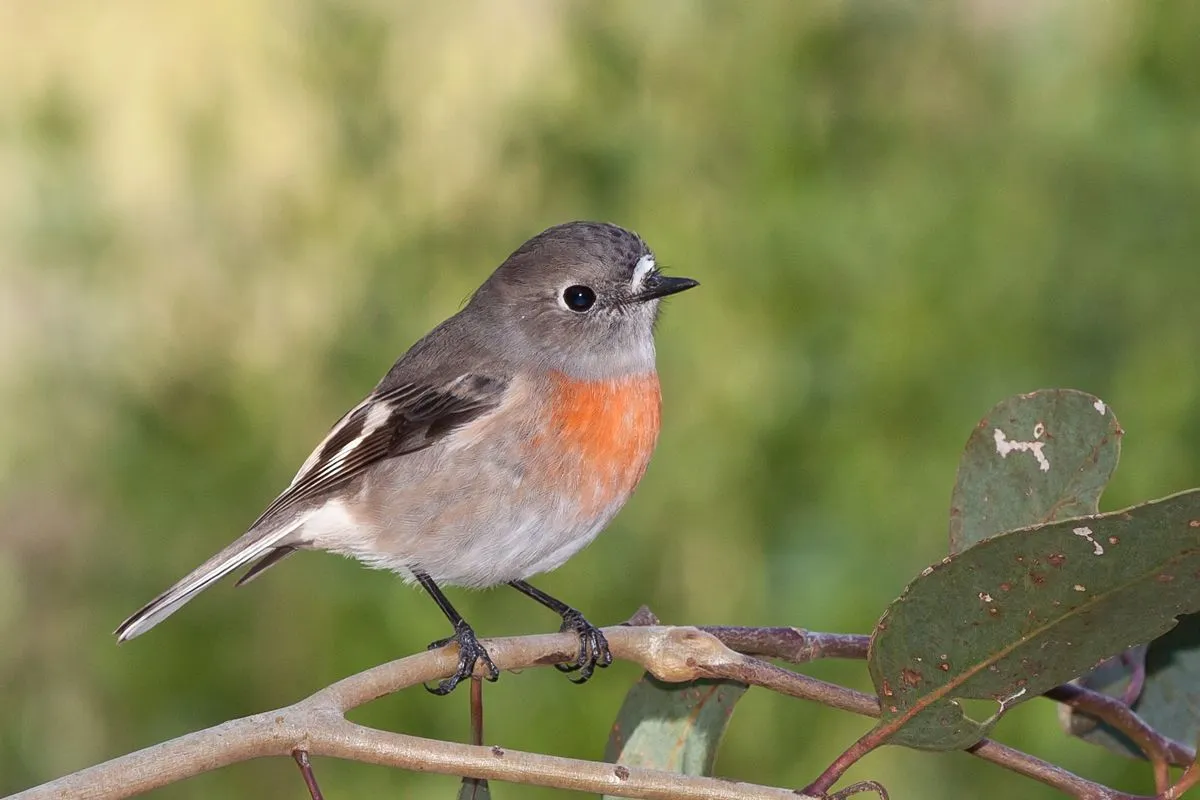 The juvenile scarlet robin is very similar to the female bird, except they don't have orange-red colored breasts.