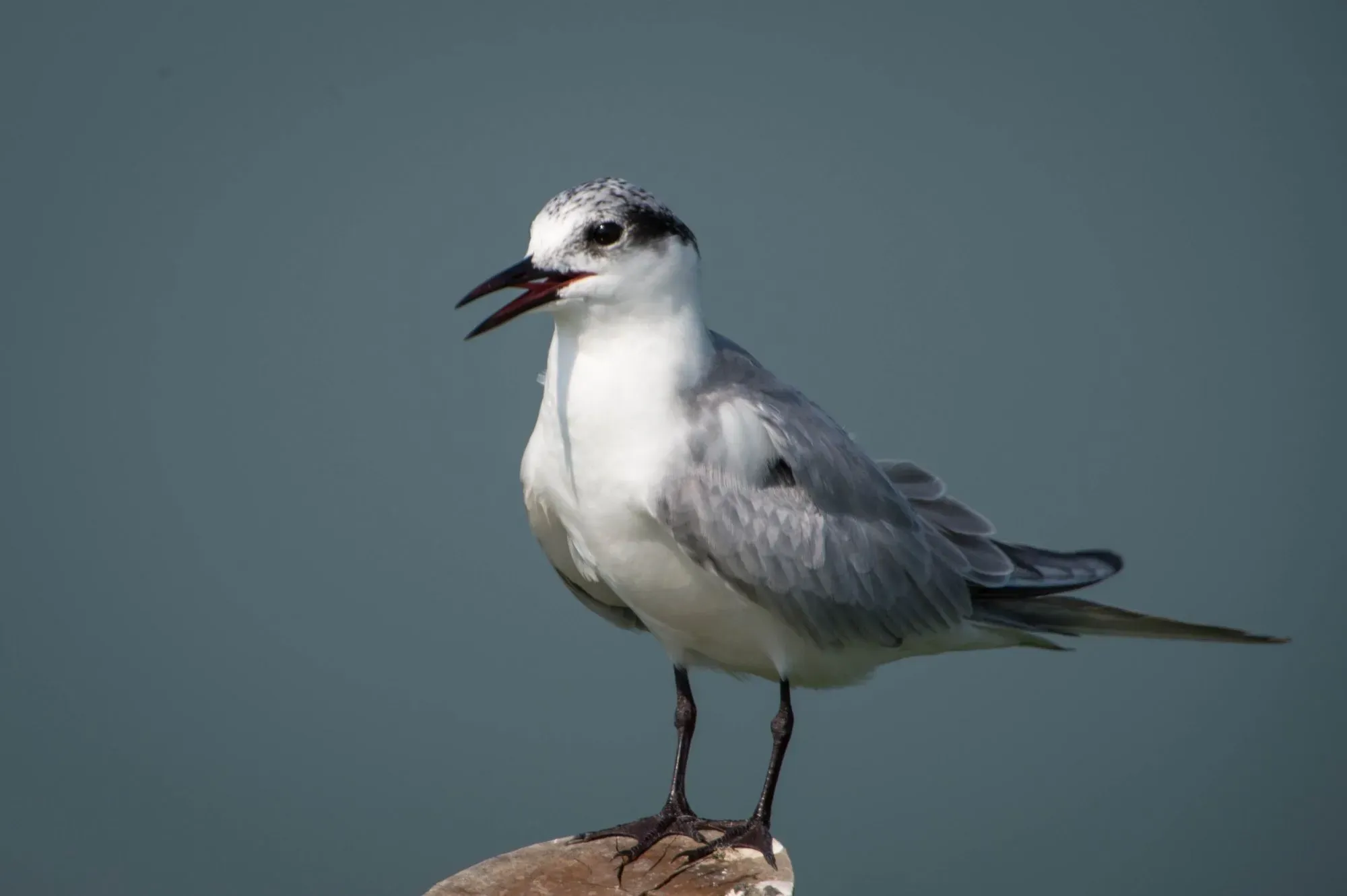 The white-winged black tern has a little darker breeding plumage with a black cap, however, it looks like a common tern in non-breeding plumage.