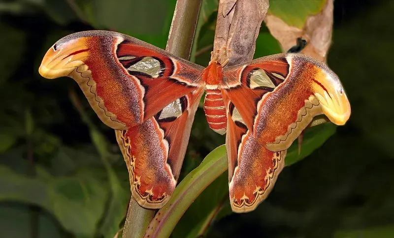 Atlas moth wings resemble snake heads.