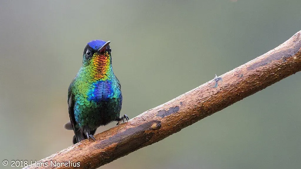 The fiery throated hummingbird has a straight black bill, dusky-colored feet, and a dark blue tail.