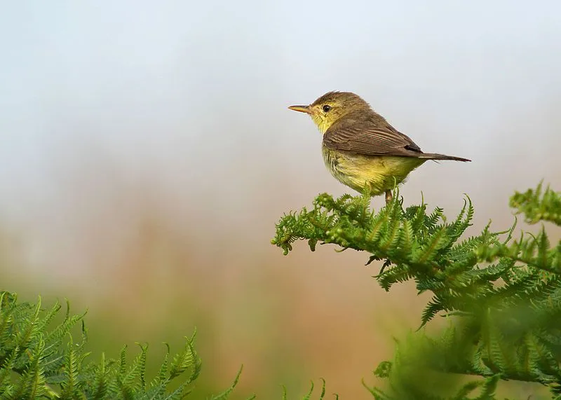 You will love and remember these melodious warbler facts forever.