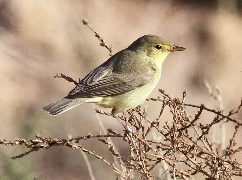 The melodious warbler (Hippolais polyglotta) population typically breeds in southwest Africa in bushes, especially when wintering.