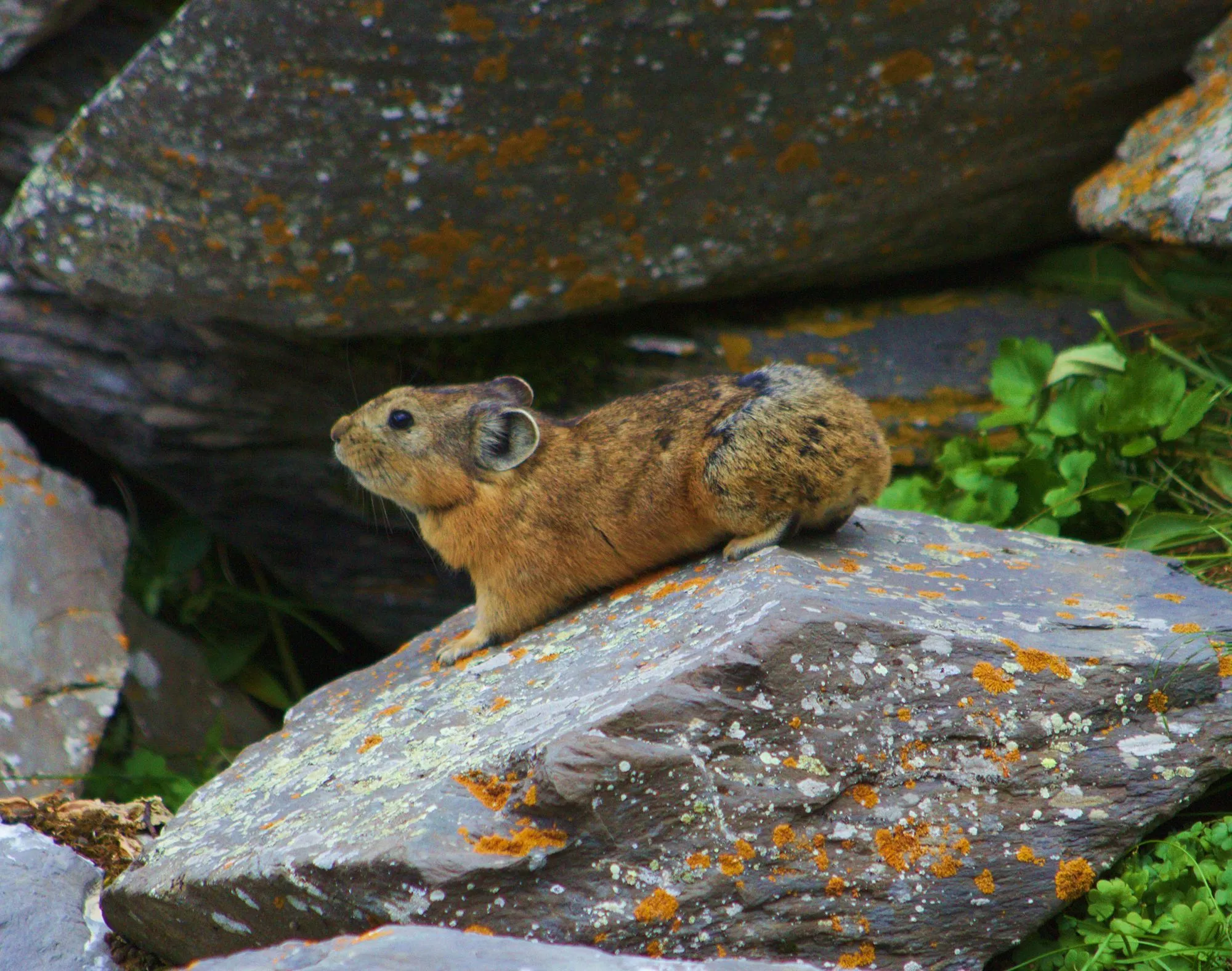 The alpine pikas are tiny wildlife creature who resembles the hares and rabbits species in length and size.