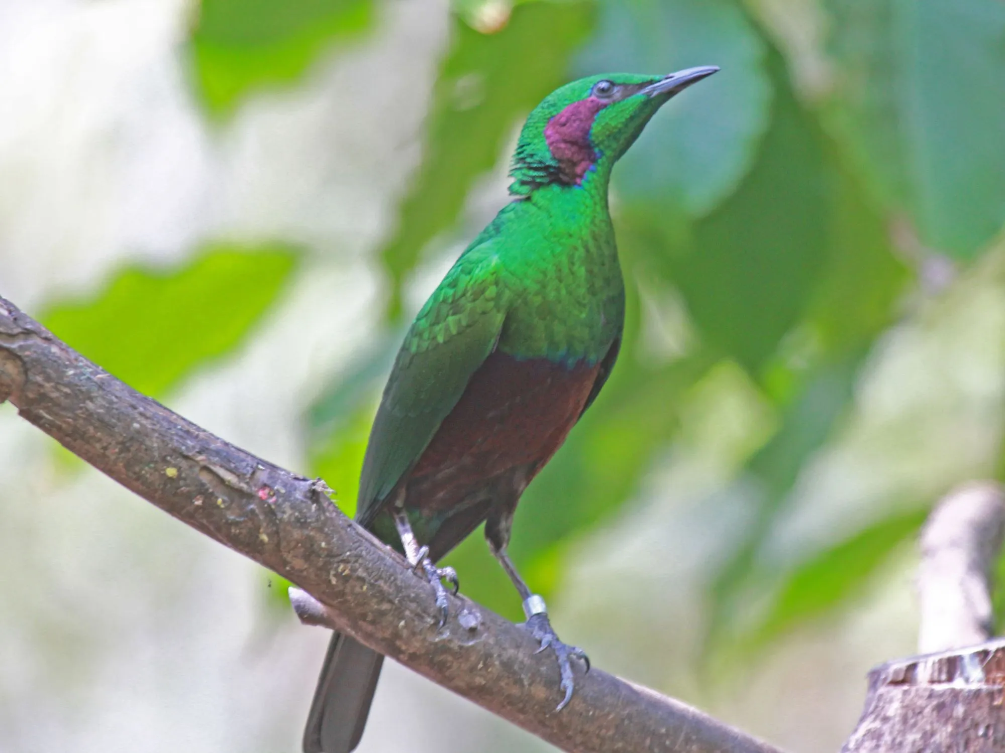 Read these interesting emerald starling facts to learn more about this bird, one of the smallest starlings.