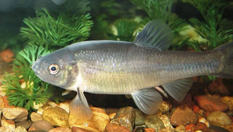 This is an olive-gray cutlip minnow with a white belly.