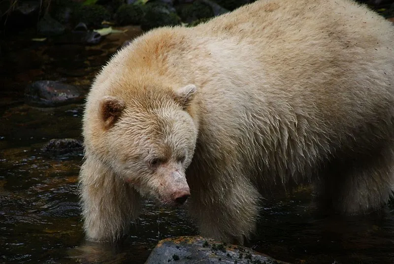 Spirit Bears are classified by their cream white skin and love for salmon.