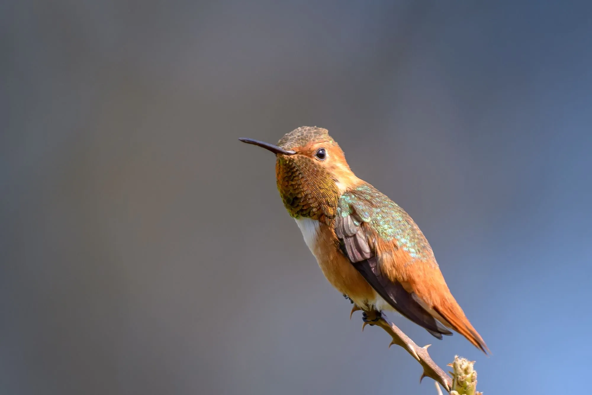 The Allen's hummingbird is so similar to the rufous hummingbird that it is almost impossible to distinguish them.