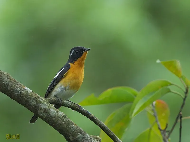 The Mugimaki flycatcher has a black upper body with white outer wings