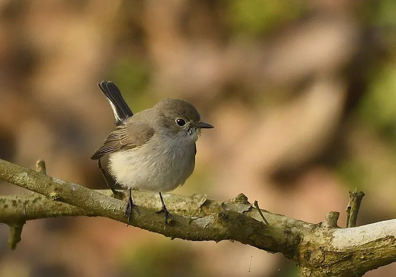 A female Taiga flycatcher has a brown throat instead of orange