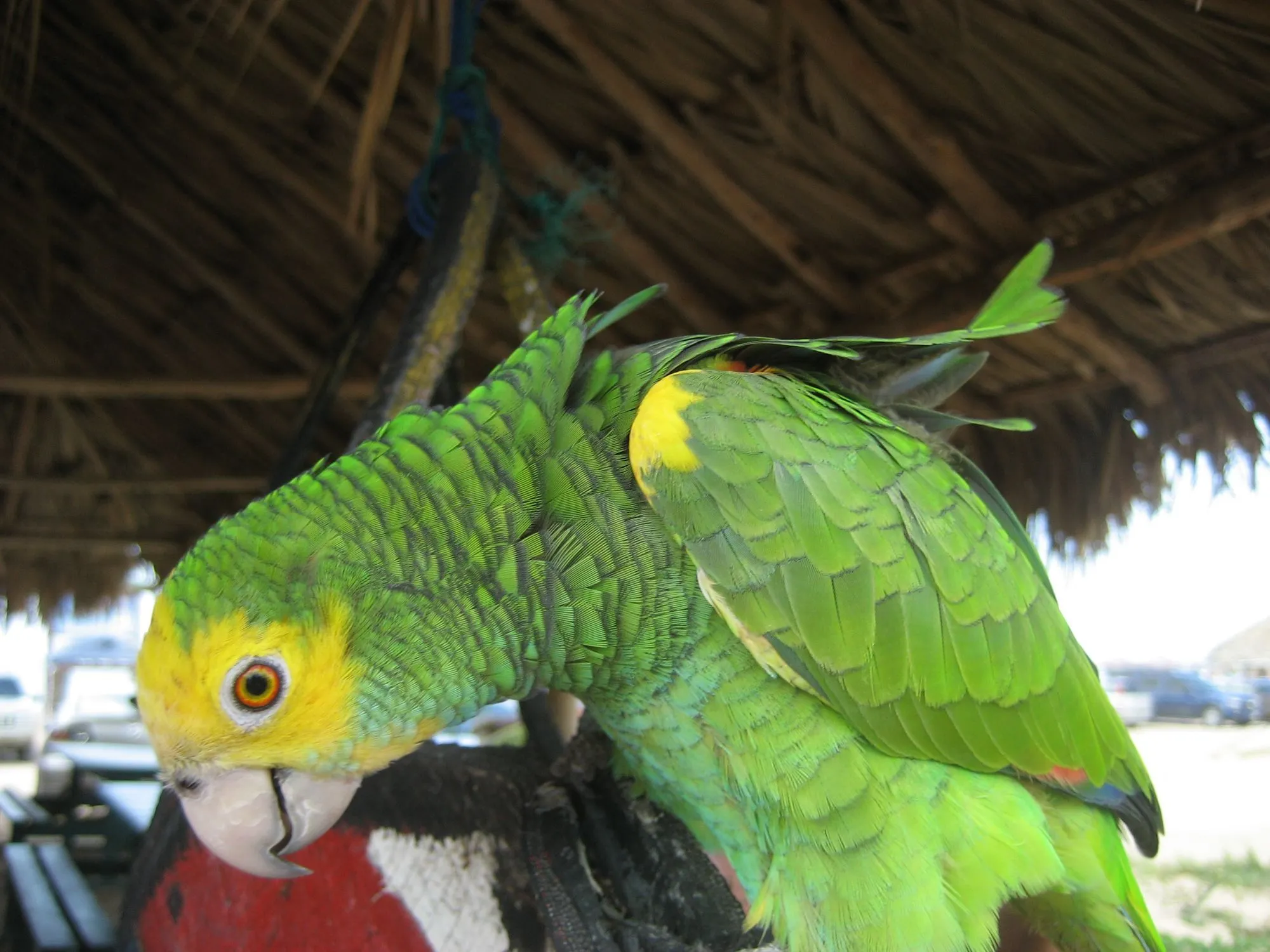 A yellow shouldered amazon has become extinct in Aruba and also in Curaçao- in Netherlands, Antilles.