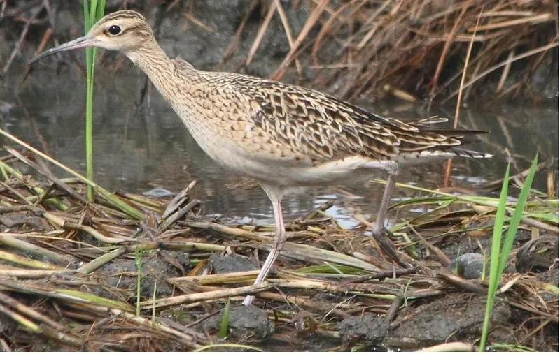 Little curlews have a black and white crown and short legs.