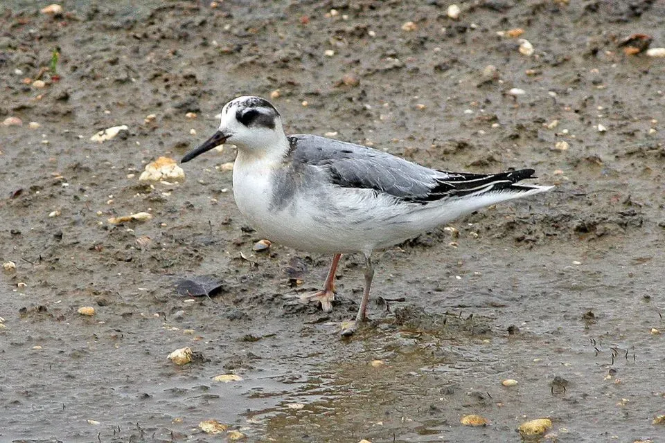 A phalarope with a slender neck and thin bill.