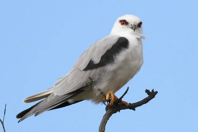 Black-shouldered kite facts are fun.