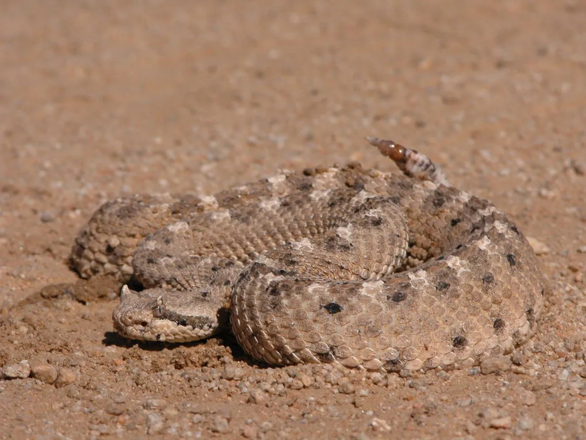Sidewinder rattlesnake facts state that these snakes are known for having a 'sidewinding' style of movement.