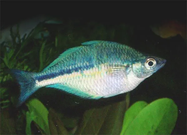 Males have a striking blue coloration, while females are more common colors.