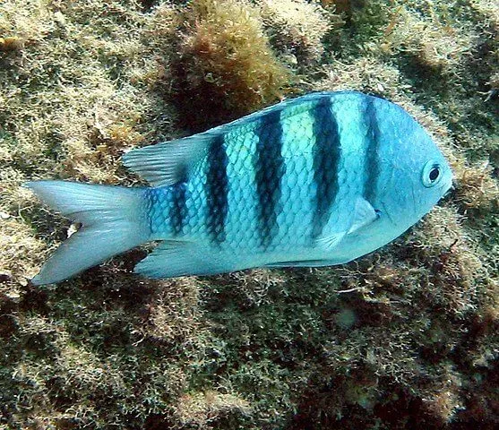 This species of coral reef fish is called 'sergeant major' because it has five black bars on its body surface, which resemble the insignia of the Sergeant Rank in the military services.