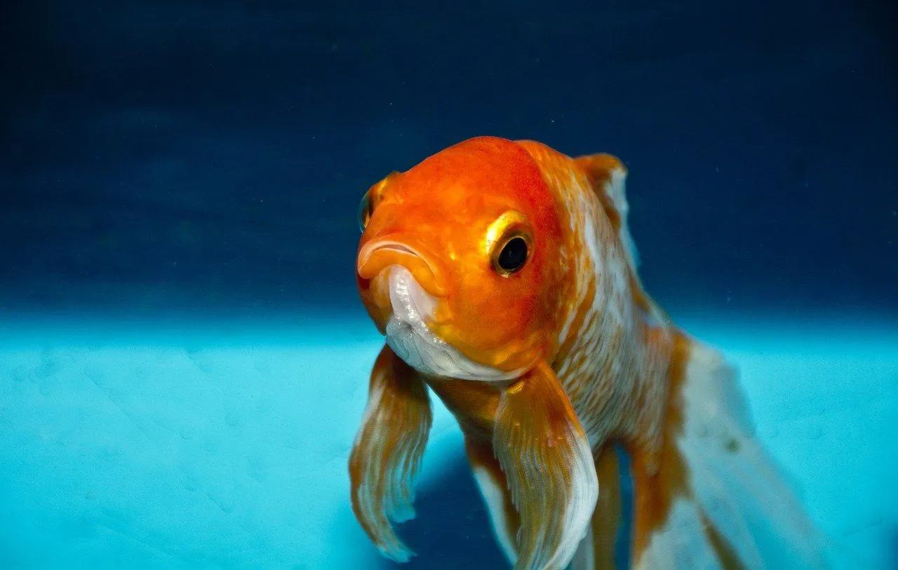 Goldfish are mostly orange-yellow or red in color.