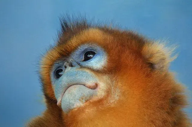 Golden Snub-Nosed Monkey: 21 Facts You Won&amp;#39;t Believe!