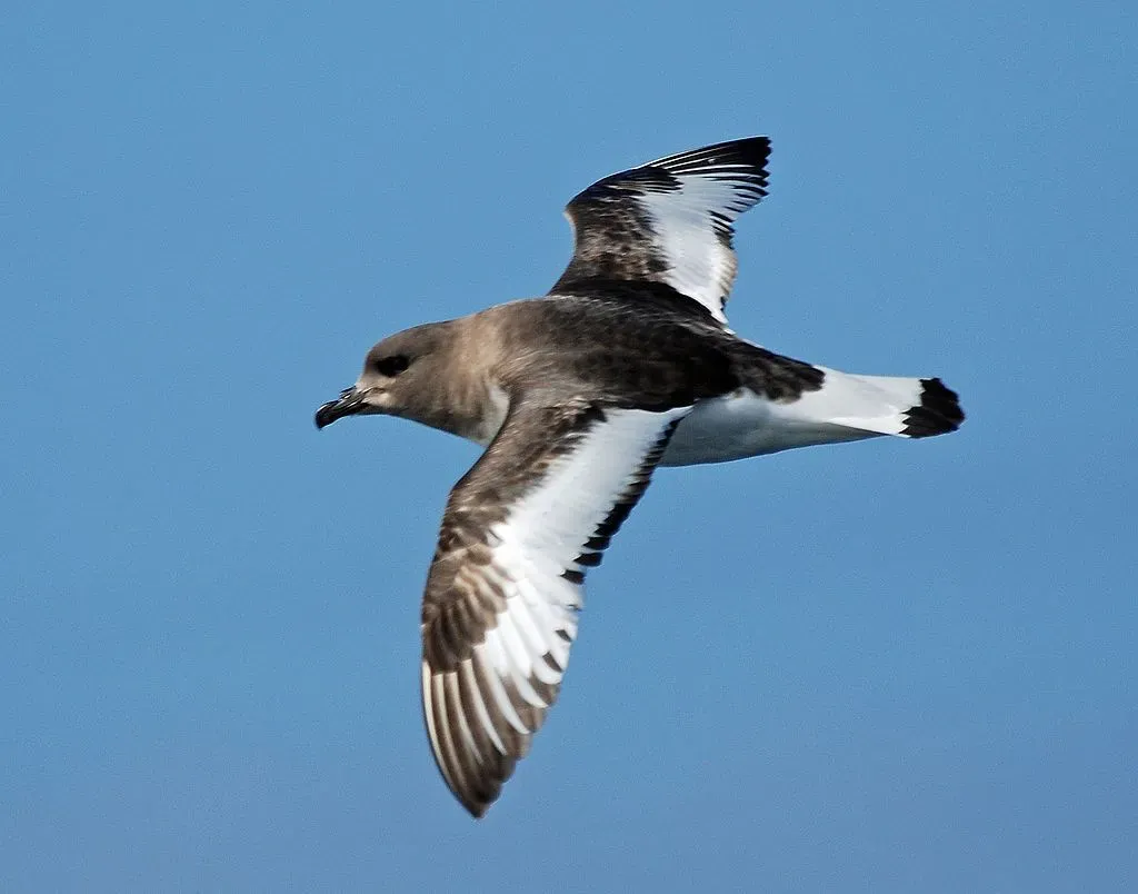 The Antarctic petrels have a brown upper body with a white underside and a black bill.