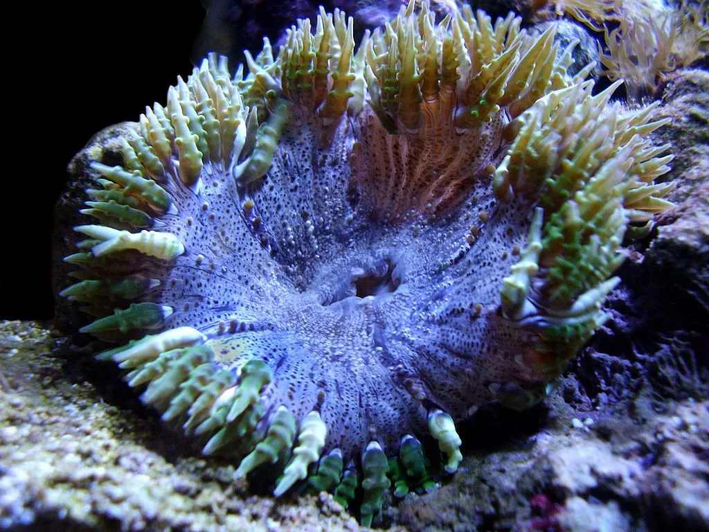 Rock Flower Anemone Fact File
