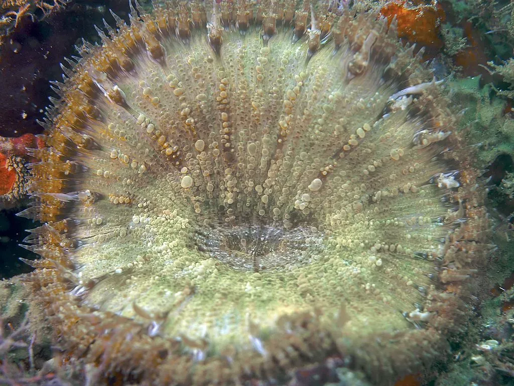 A rock flower anemone should be kept in a reef tank.