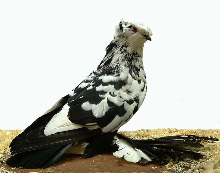 The English Trumpeter pigeon has distinct vocalizations.