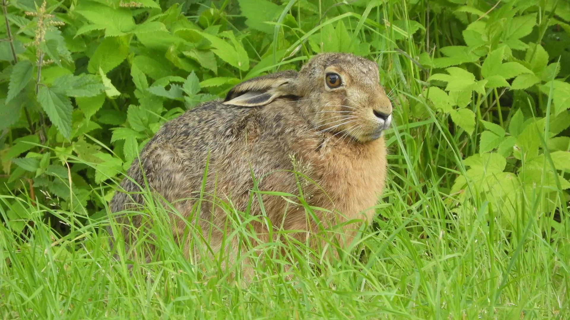Chinese hares have whitish bellies.