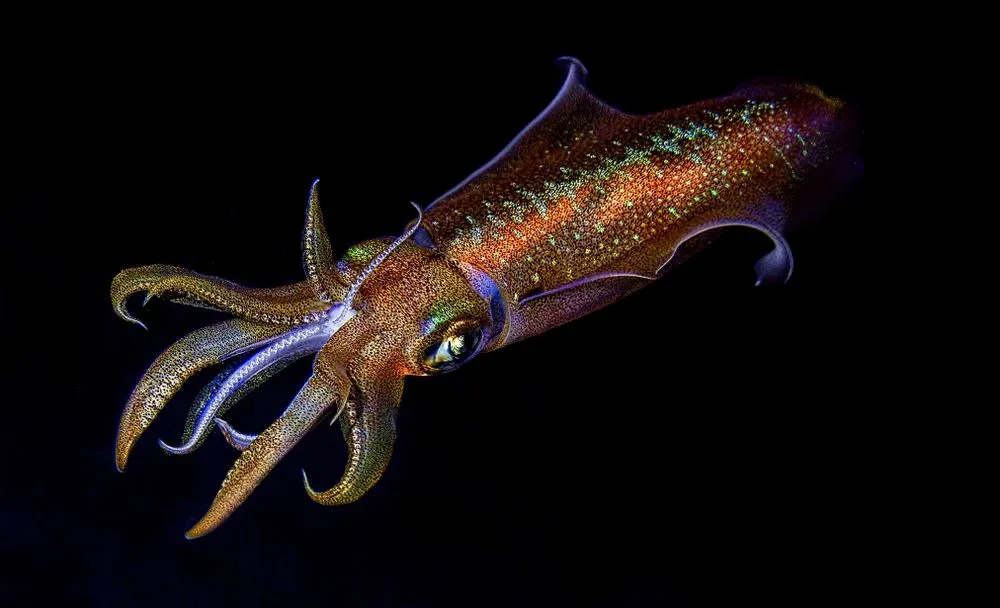 Diamondback squid facts are fun to read.