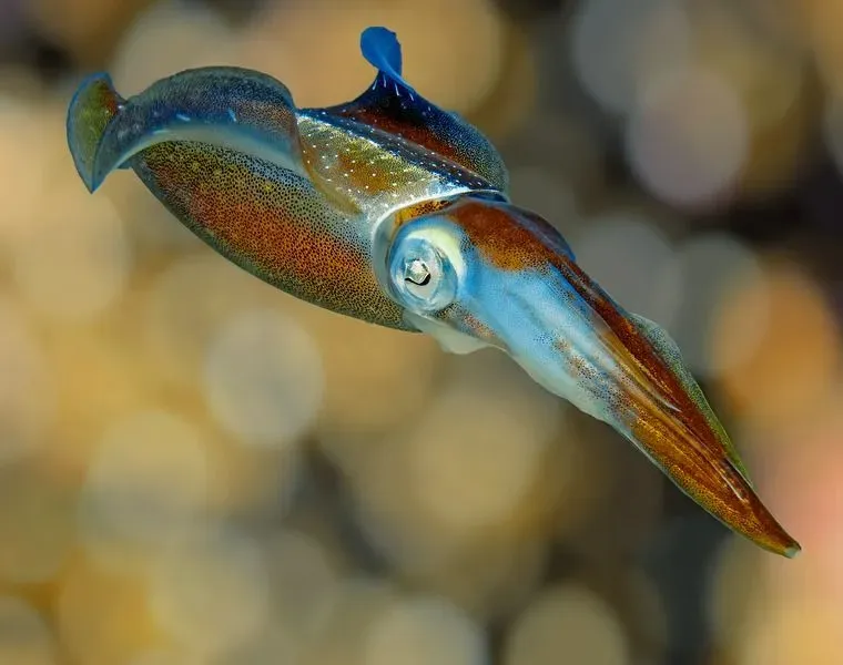 Diamond squids do not have light organs.