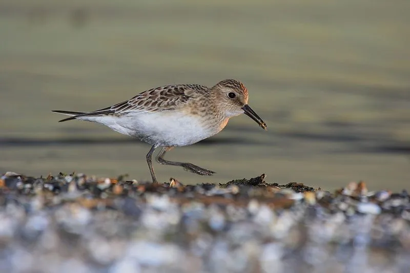 Baird's sandpipers have different winter and summer habitats.