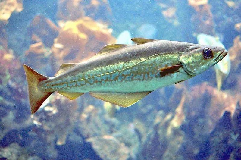 The pollock is recognized by its pointed snout and projecting lower jaw.