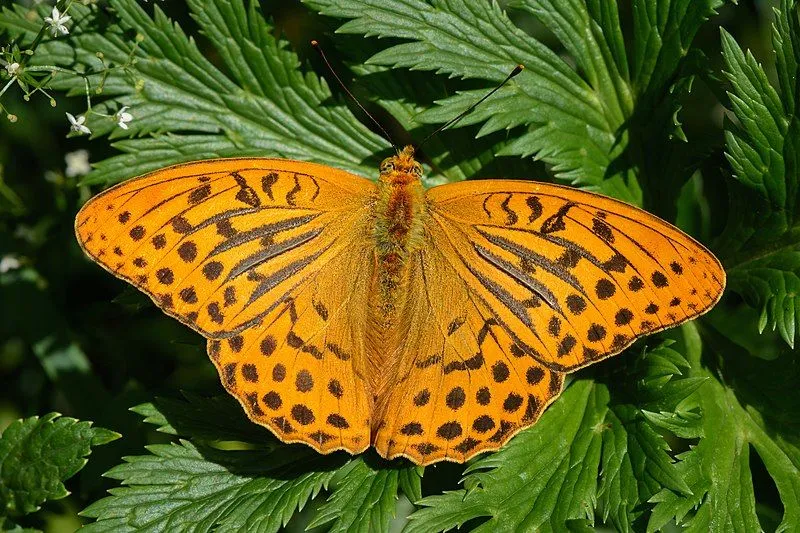 The silver-washed fritillary male butterfly has silver streaks on the underside of its forewings.